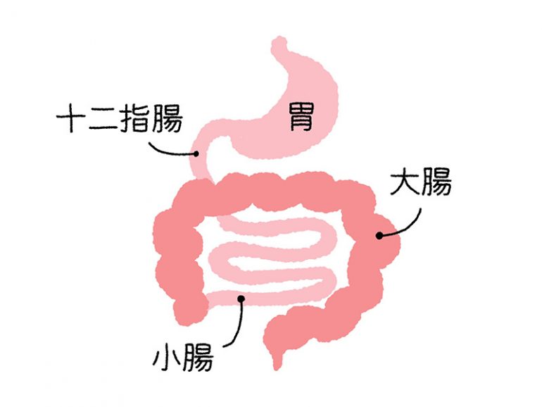 十二指腸とは